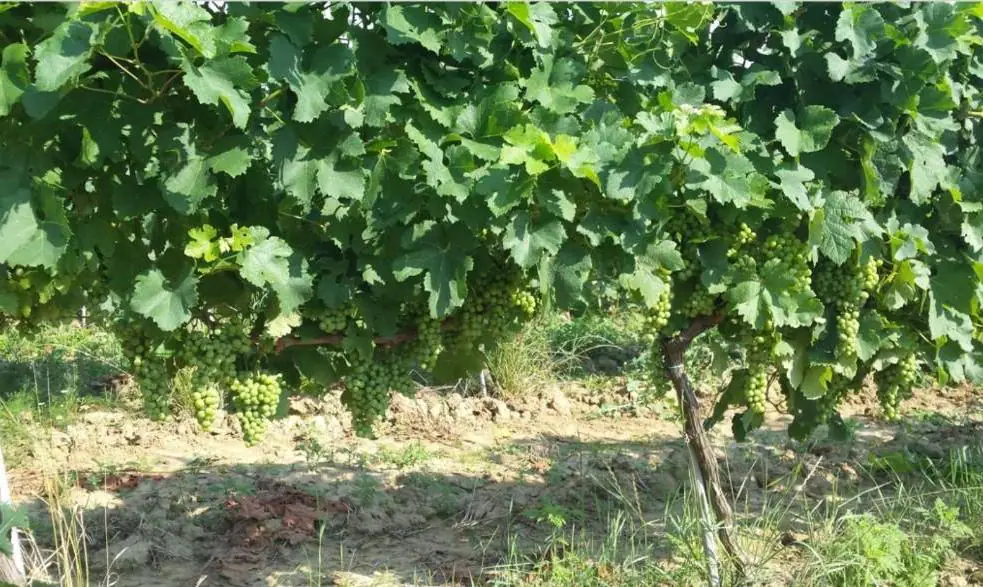 Unique vine production facility in Croatian Slavonia - 3