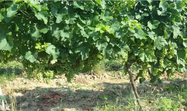 Unique vine production facility in Croatian Slavonia
