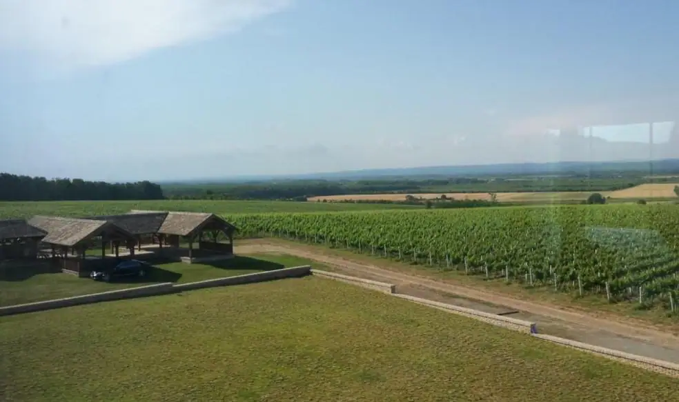 Unique vine production facility in Croatian Slavonia - 4
