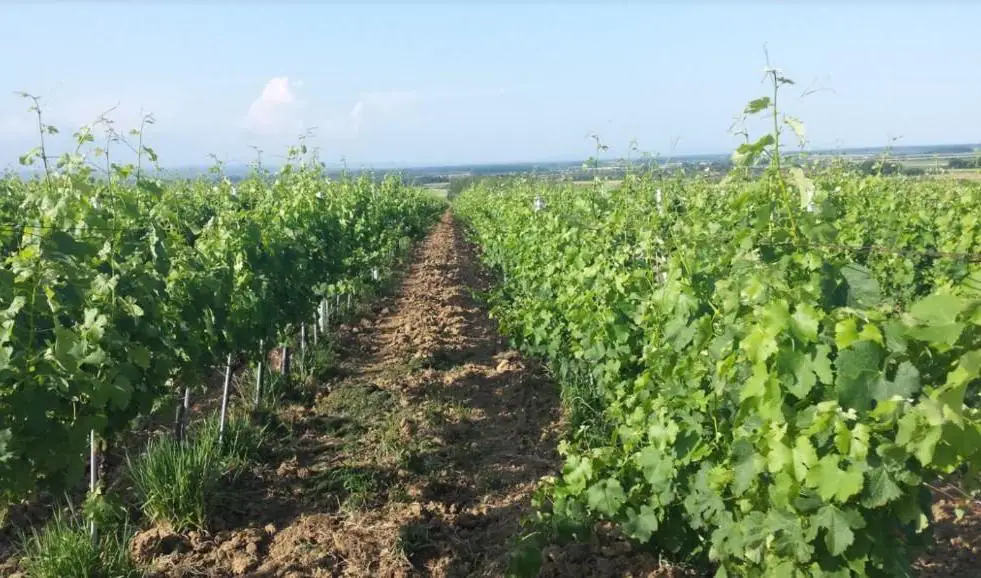Unique vine production facility in Croatian Slavonia - 2