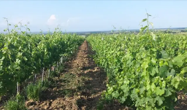 Unique vine production facility in Croatian Slavonia