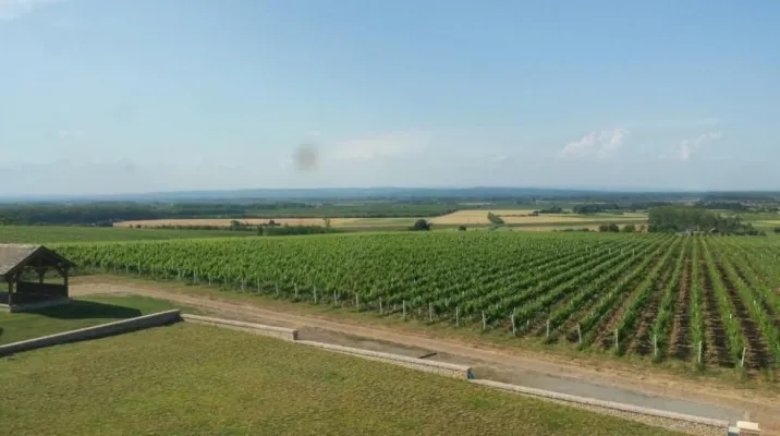 Unique vine production facility in Croatian Slavonia - pic.1 Unique vine production facility in Croatian Slavonia - pic.1